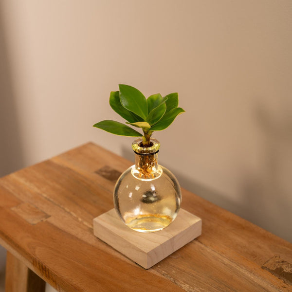 Clusia in samoa glas met LED verlichting - ↨10cm - Ø4cm