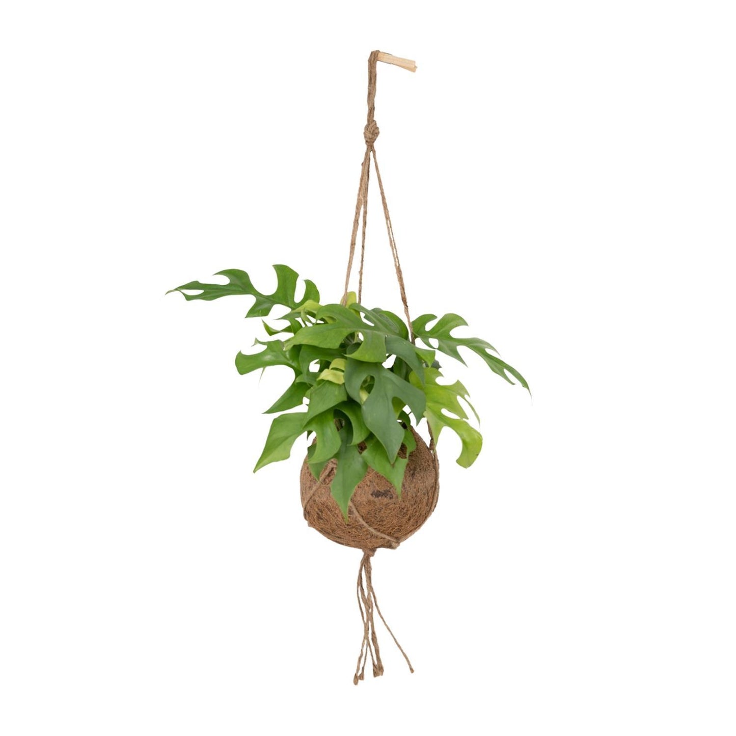 Kokodama Monstera Minima Hang - Gatenplant - ↨25cm - Ø15cm