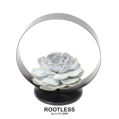 Succulent Echeveria Lilacina op tafelstandaard -↨20cm - Ø20cm