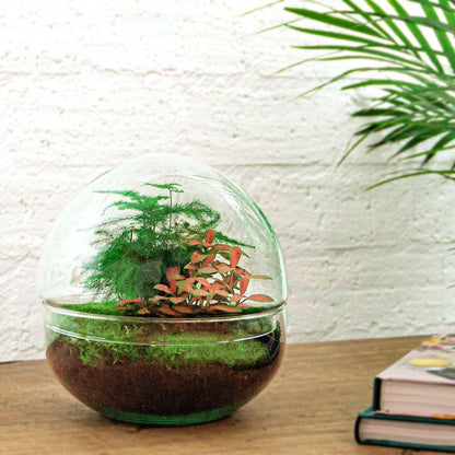 DIY terrarium Dome Red - ↨20cm - Ø20cm