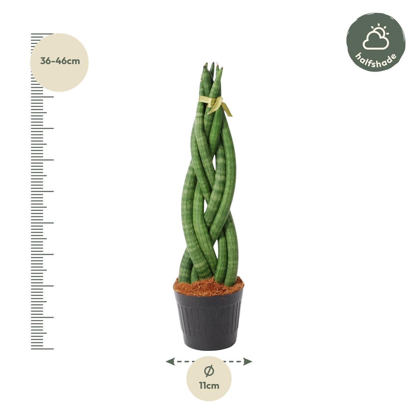 Sansevieria cylindrica 'Twist' - ↨40cm - Ø10,5cm