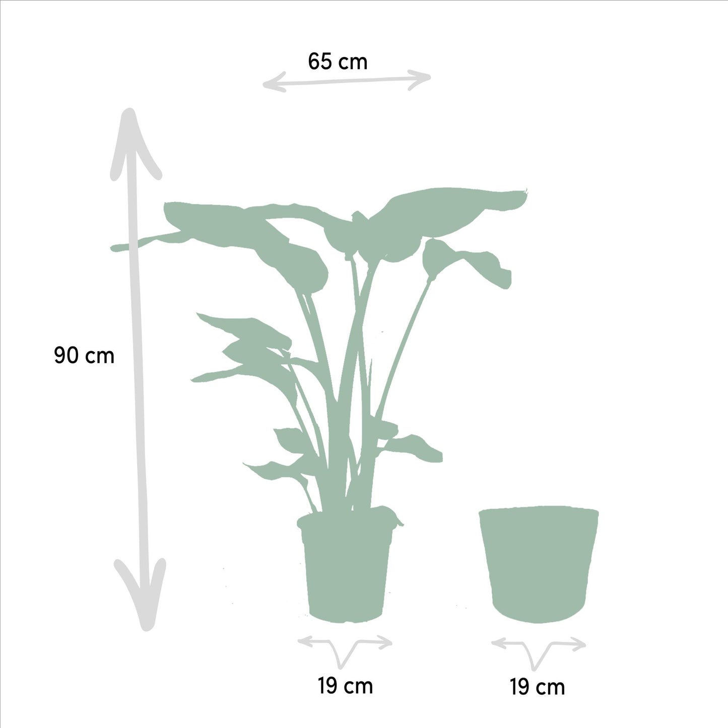Set van 3 kamerplanten; Monstera Deliciosa, Alocasia Zebrina en Strelitzia Nicolai - met manden Selin - ↨75cm - Ø19 / Ø21cm