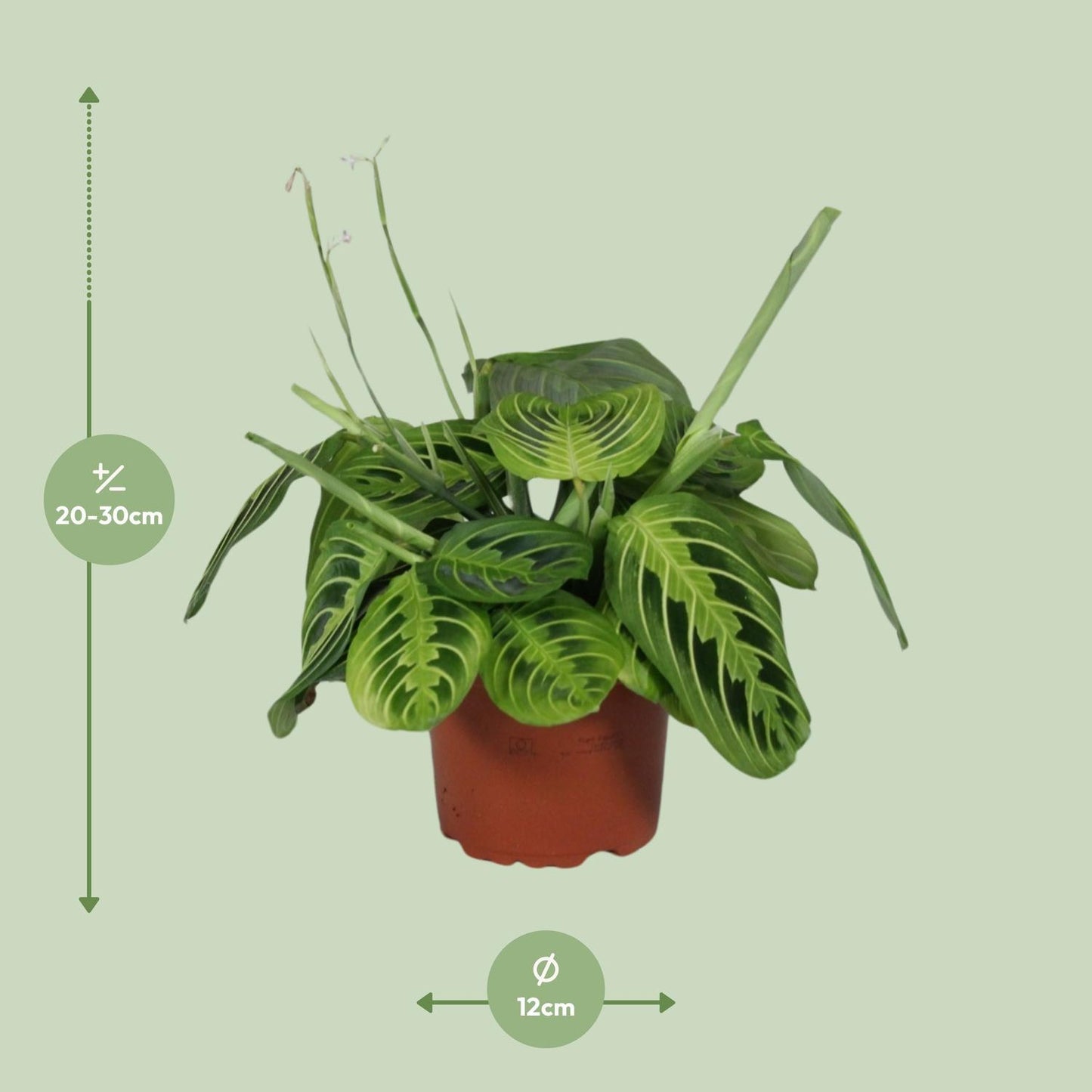 Maranta Leuconeura Fascinator Lemon Lime - ↨30cm - Ø12