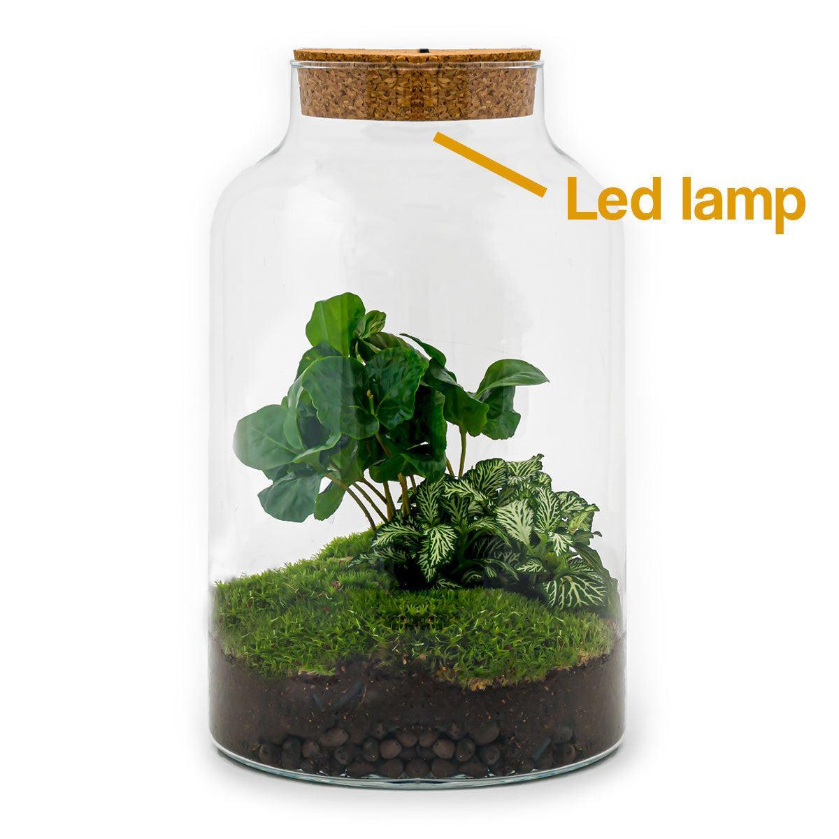 DIY terrarium Milky Coffea met LED - ↨31cm - Ø17cm