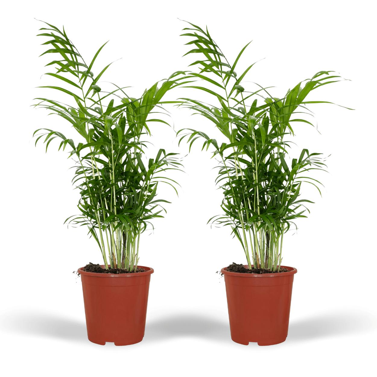 Chamaedorea Elegans (Mexicaanse Bergpalm) - 2 stuks - ↨55cm -Ø17cm
