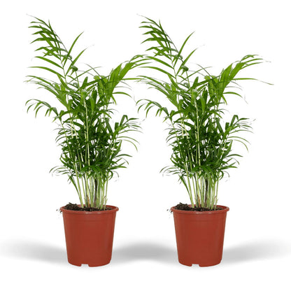 Chamaedorea Elegans (Mexicaanse Bergpalm) - 2 stuks - ↨55cm -Ø17cm