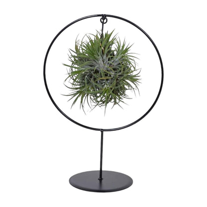 Tillandsia Ring Mix - ↨35cm - Ø15