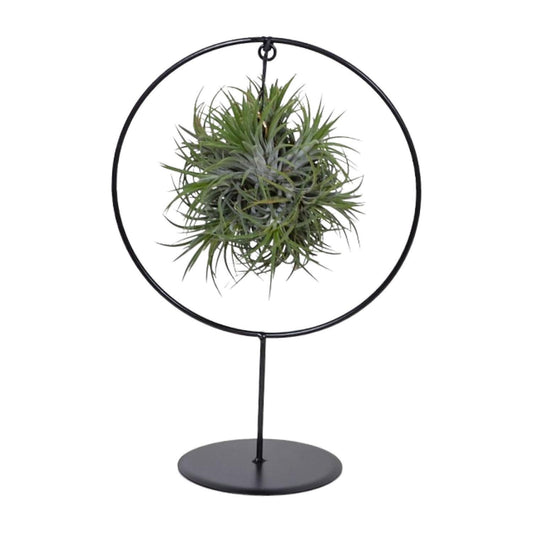 Tillandsia Ring Mix - ↨35cm - Ø15