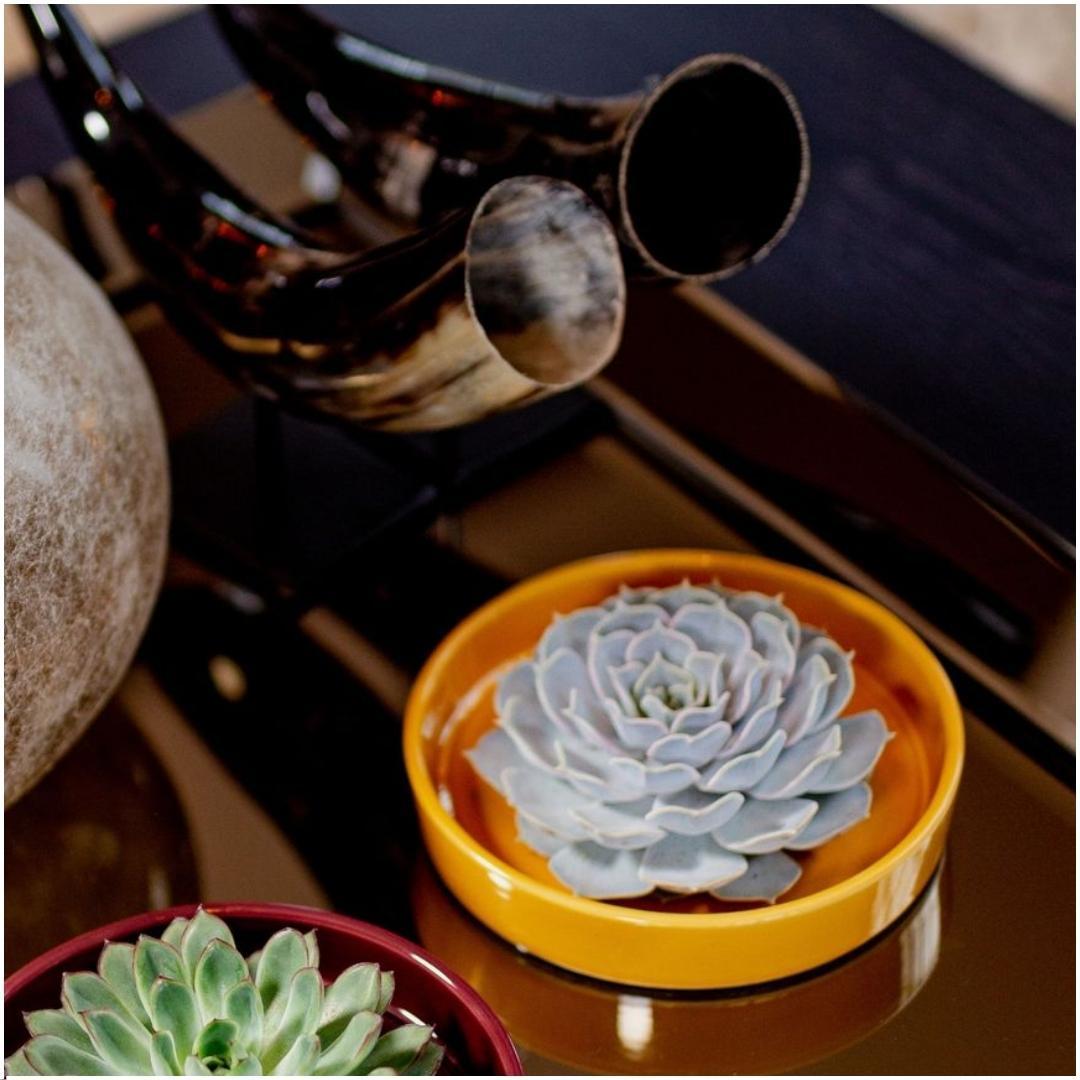 Succulent Echeveria Lilacina in schaal geel - ↨5cm - Ø20cm