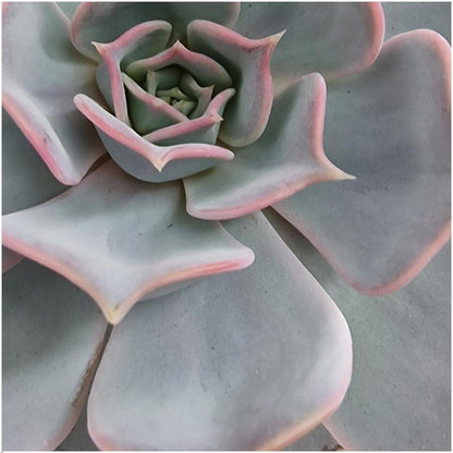 Succulent Echeveria Lilacina in schaal geel - ↨5cm - Ø20cm