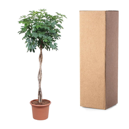 Schefflera Arboricola Compacta gevlochten stam - ↨190cm - Ø40cm