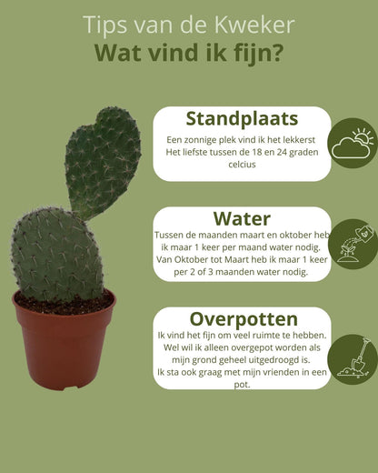 Cactus - Opuntia Vijgcactus - ↨30-40cm - Ø17cm