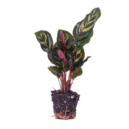 Calathea Makoyana - Pauwenplant - Terrarium plant - Ø6cm