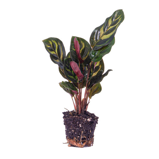 Calathea Makoyana - Pauwenplant - Terrarium plant - Ø6cm