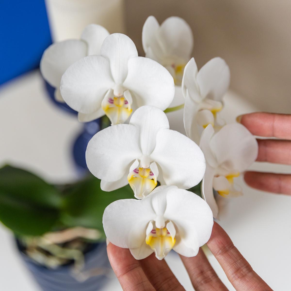 Witte Phalaenopsis orchidee - Ø9cm