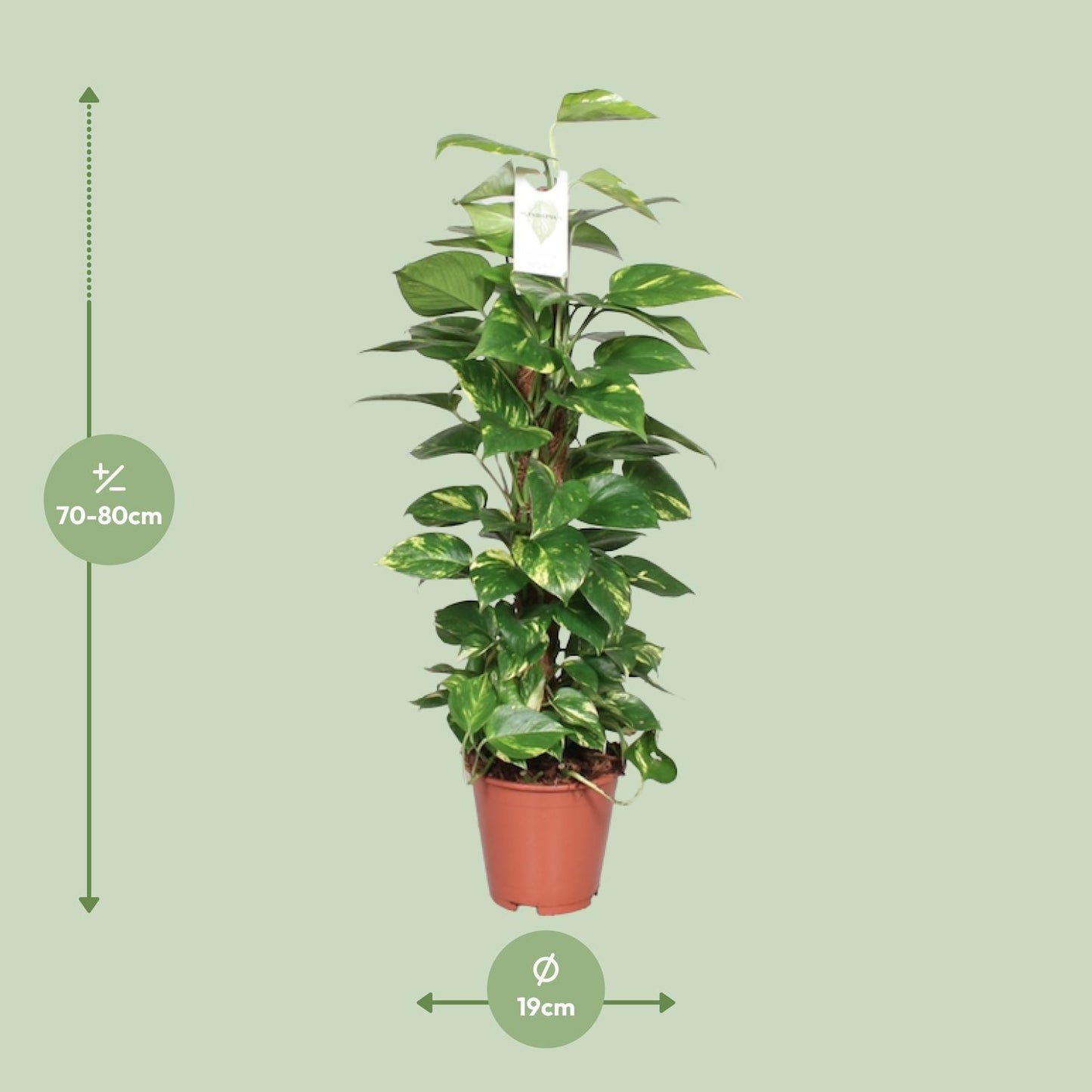 Epipremnum Pinnatum - ↨80cm - Ø19cm
