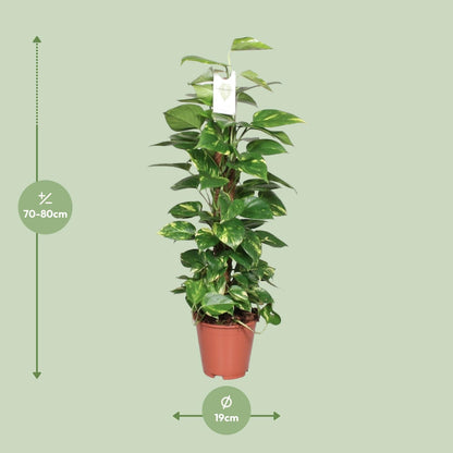 Epipremnum Pinnatum - ↨80cm - Ø19cm