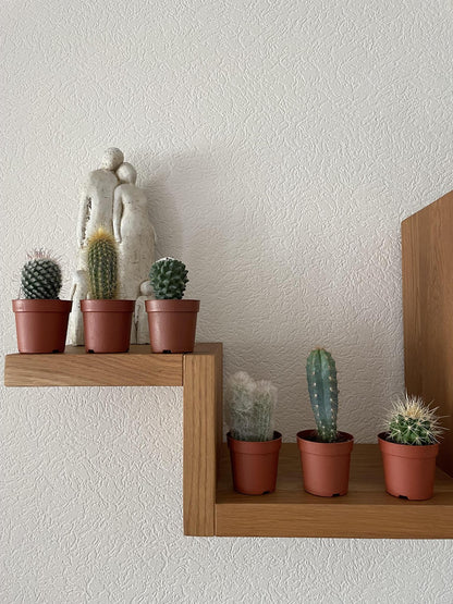 Cactus mix 6 suks- ↨8-15cm - Ø6.5cm