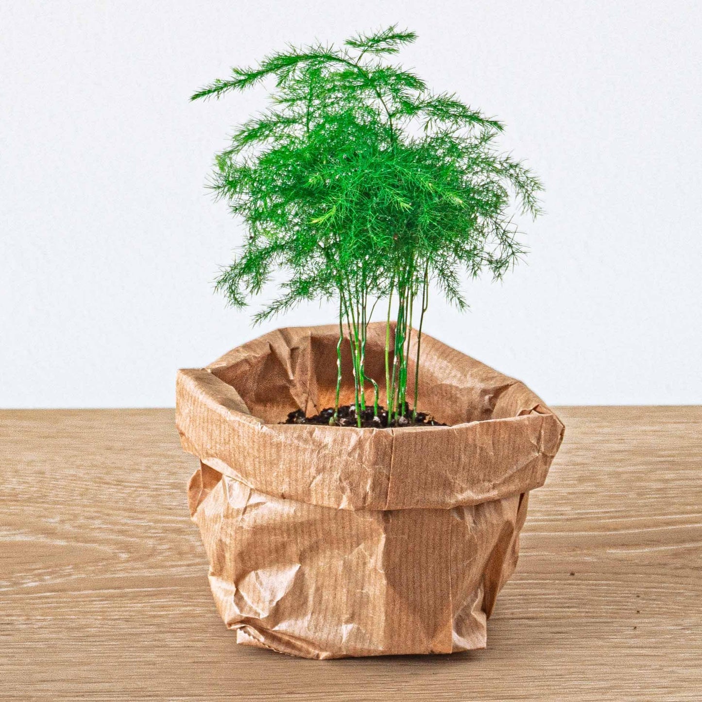 Asparagus Setaceuse Plumosus – Sierasperge - Terrarium plant - Ø6cm