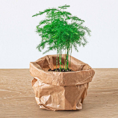 Asparagus Setaceuse Plumosus – Sierasperge - Terrarium plant - Ø6cm