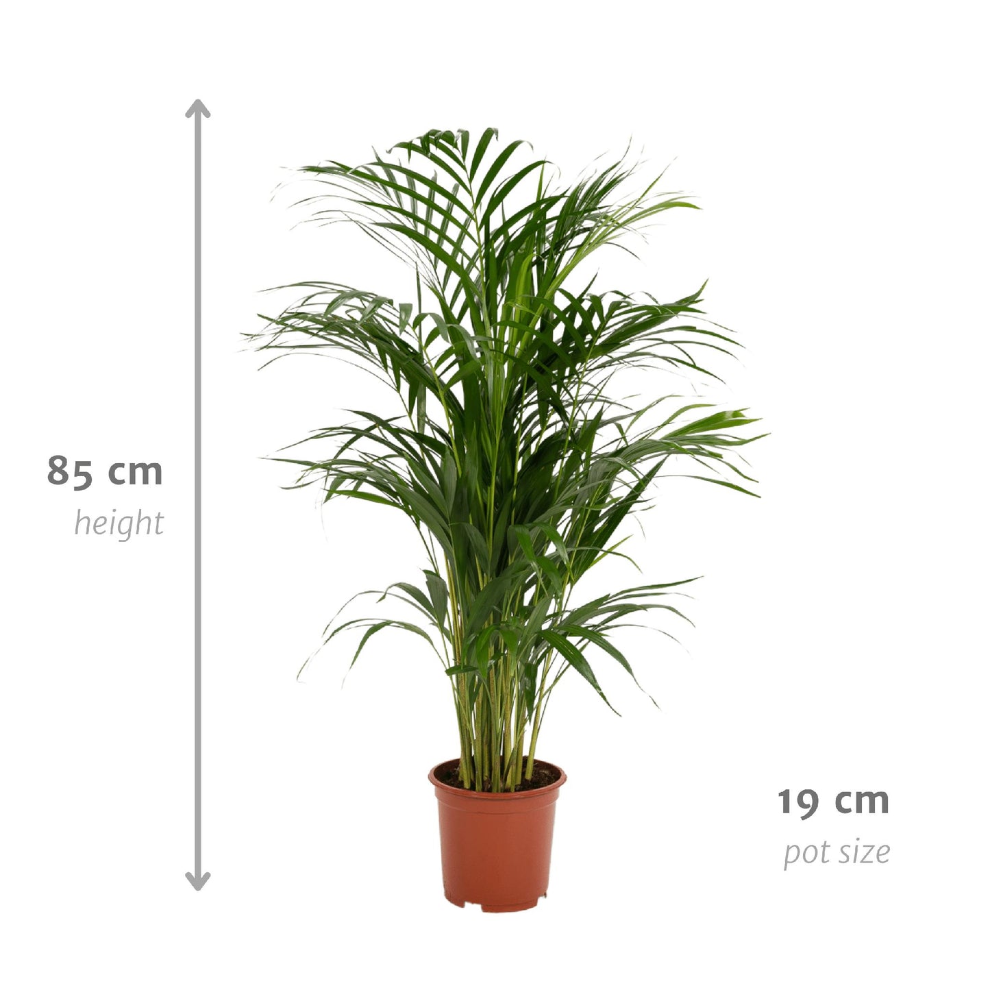 Areca palm - ↨85cm - Ø19cm