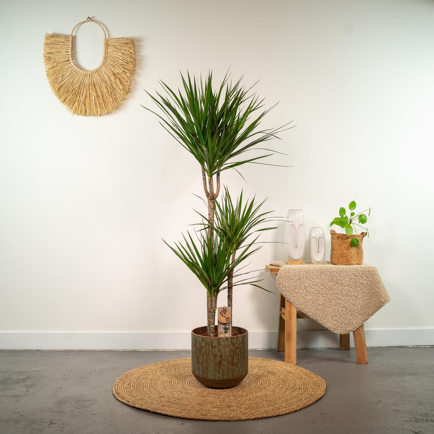 Dracaena Marginata - ↨120cm - Ø21cm