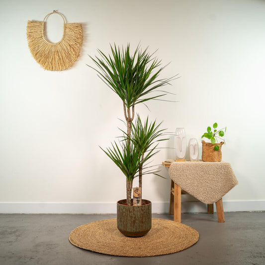 Dracaena Marginata - ↨120cm - Ø21cm