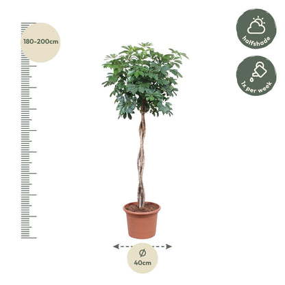 Schefflera Arboricola Compacta gevlochten stam - ↨190cm - Ø40cm