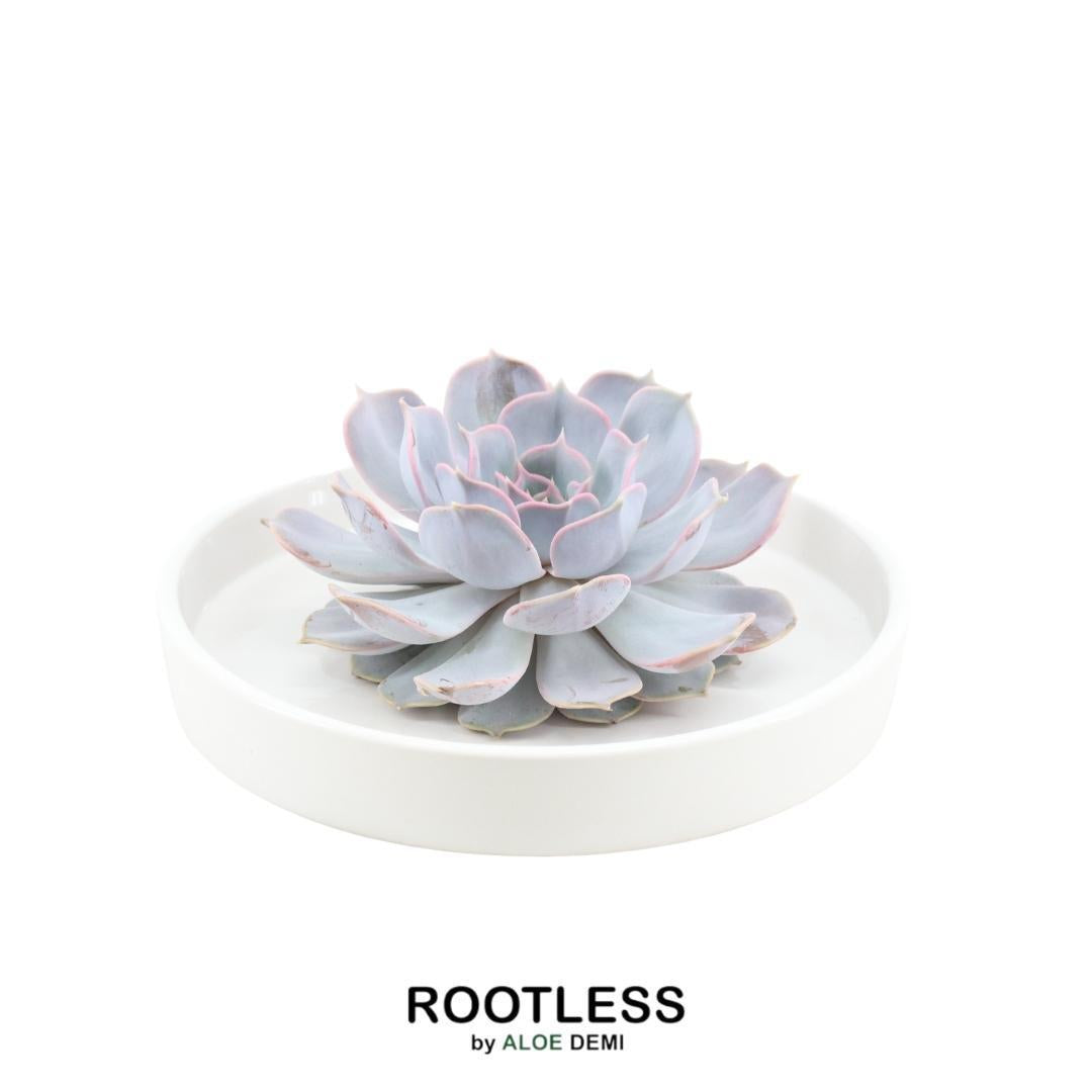 Succulent Echeveria Lilacina in schaal wit - ↨5cm - Ø20cm