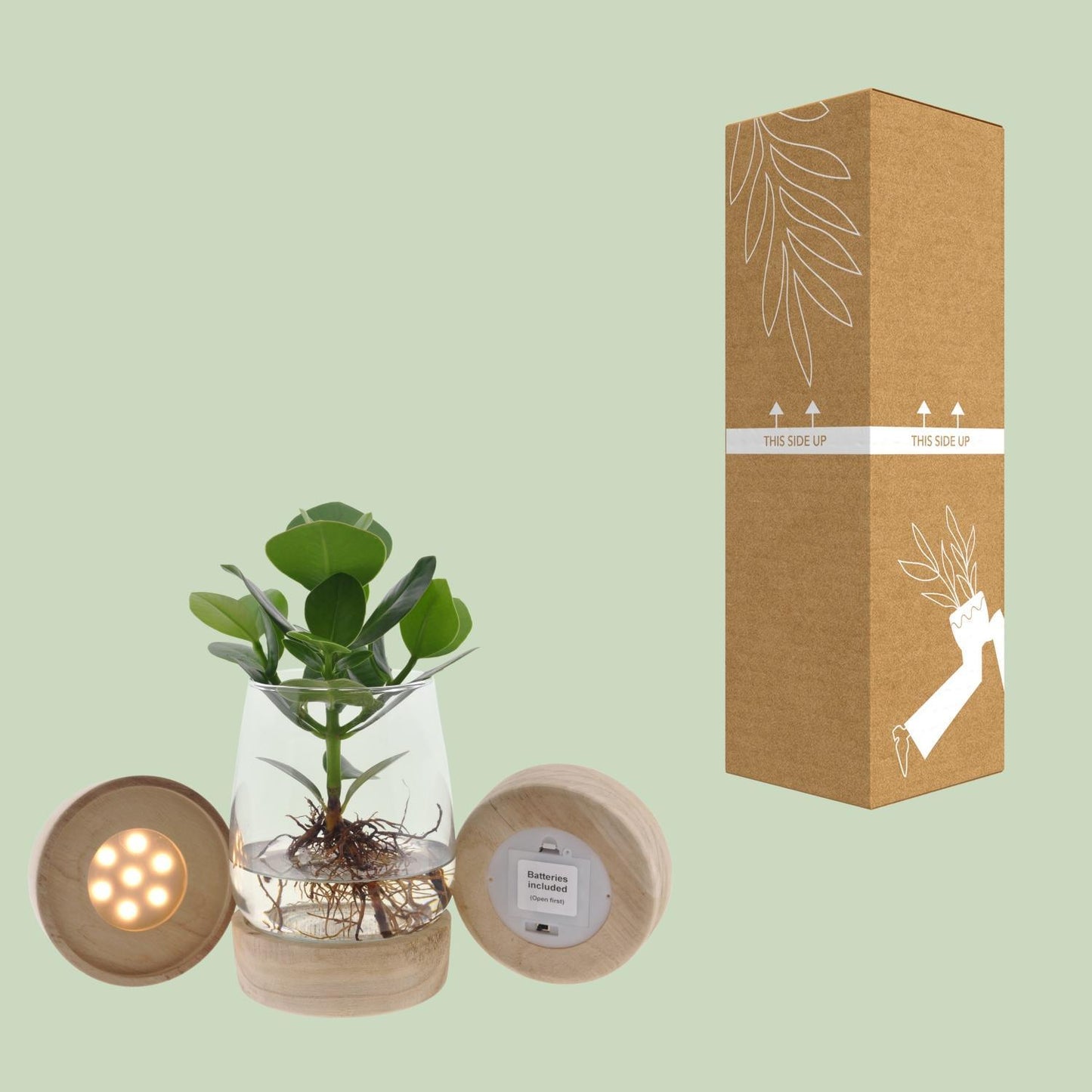 Clusia in kingston glas + LED - ↨30cm - Ø12cm